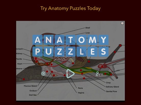 Anatomy Puzzles screenshot