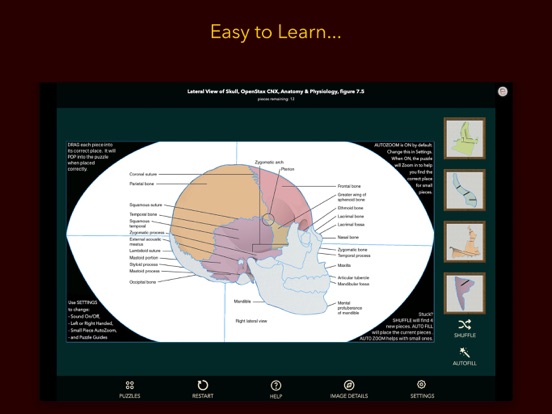 Anatomy Puzzles screenshot