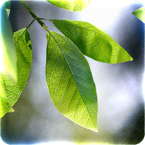Fresh Leaves screenshot